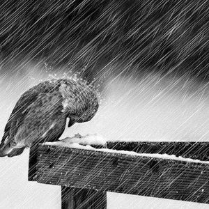 Meet your Posher, Potosina